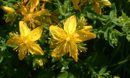 Le Millepertuis : une plante naturelle pour retrouver le moral.